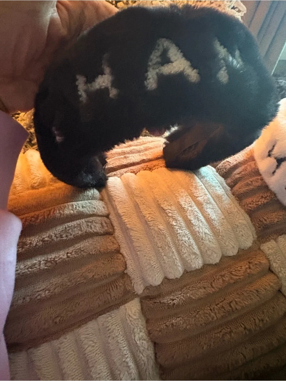 None plush black
